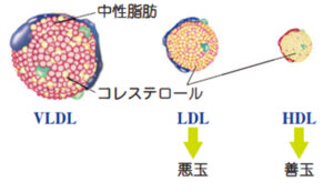 VLDLコレステロール、LDLコレステロール、HDLコレステロールのイラスト