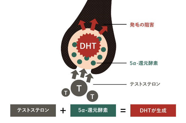 テストステロン+5α-還元酵素=DHTが生成